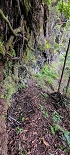 Plants: image 80 Of 208 Thumb